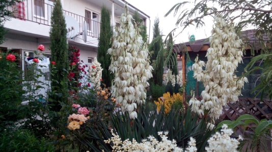 Гостевой Дом Цветок Граната
