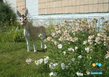 Санаторий Волга, фото 6